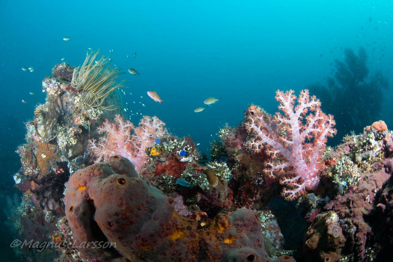 Bali Dive Resort Amed Exterior foto