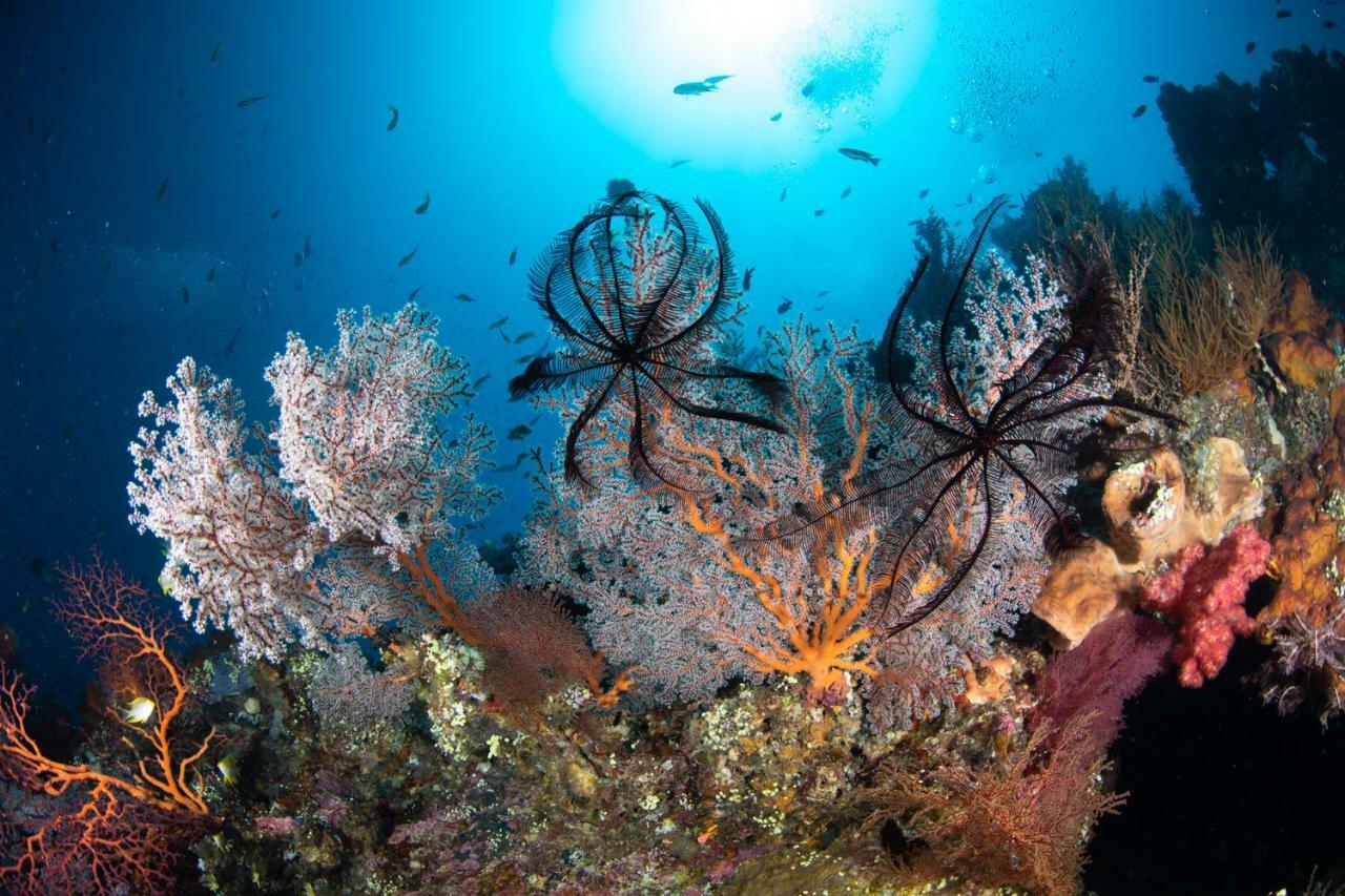 Bali Dive Resort Amed Exterior foto